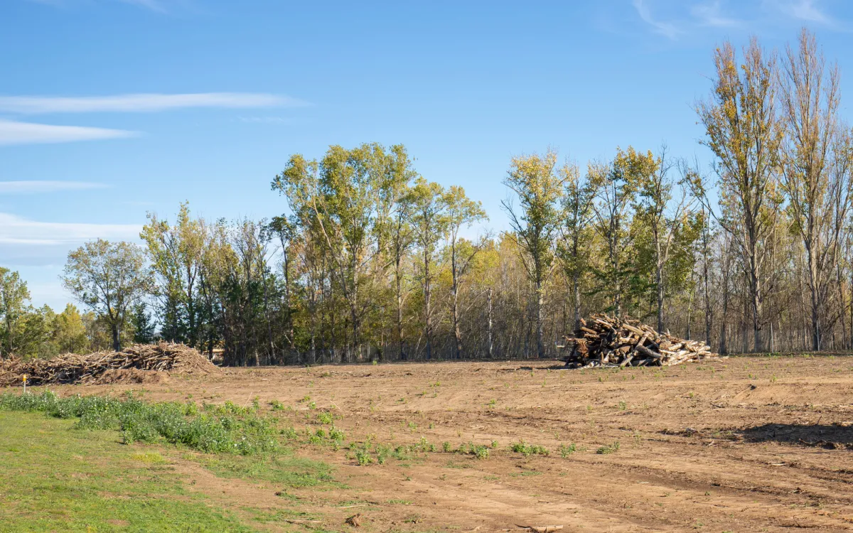 lot clearing