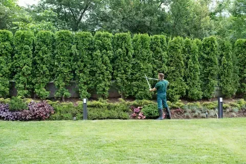Hedge trimming and lawn maintenance services by Sunnyvale Landscaping Pro