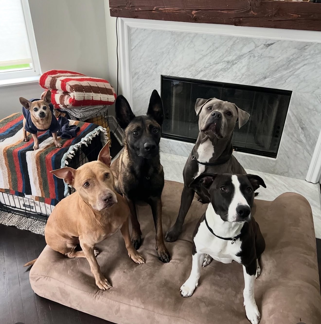 Puppy training session with young dog in Gilberts Illinois