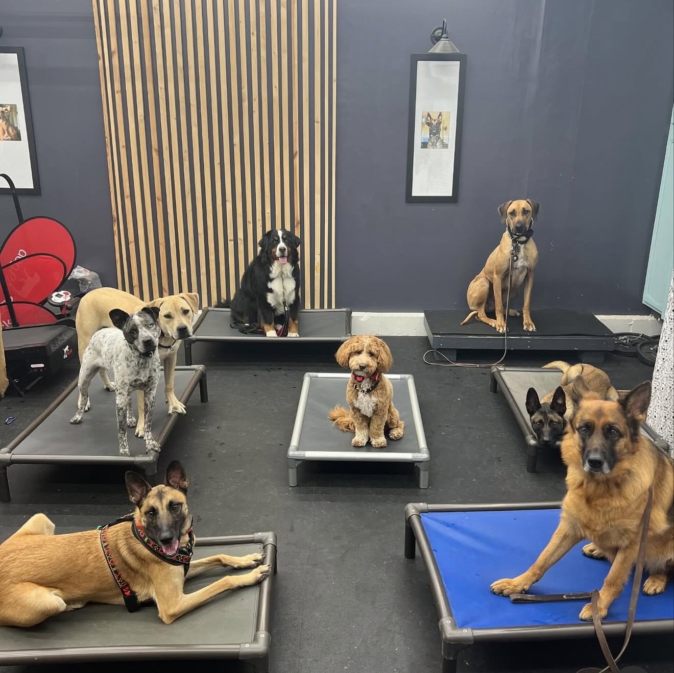 Obedience command practice during private dog training session