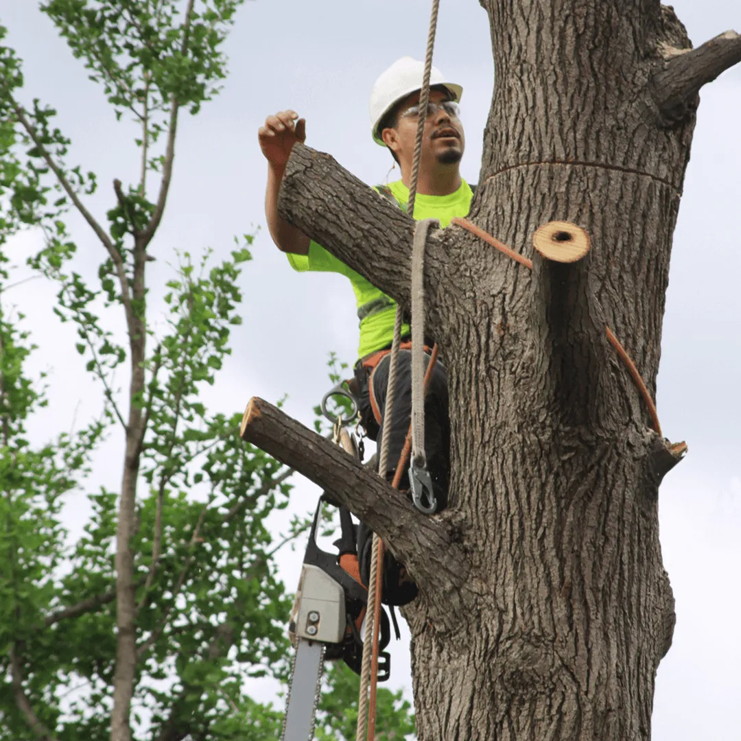 24/7 Tree Emergency