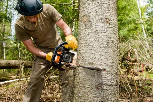 Tree removal battle creek mi