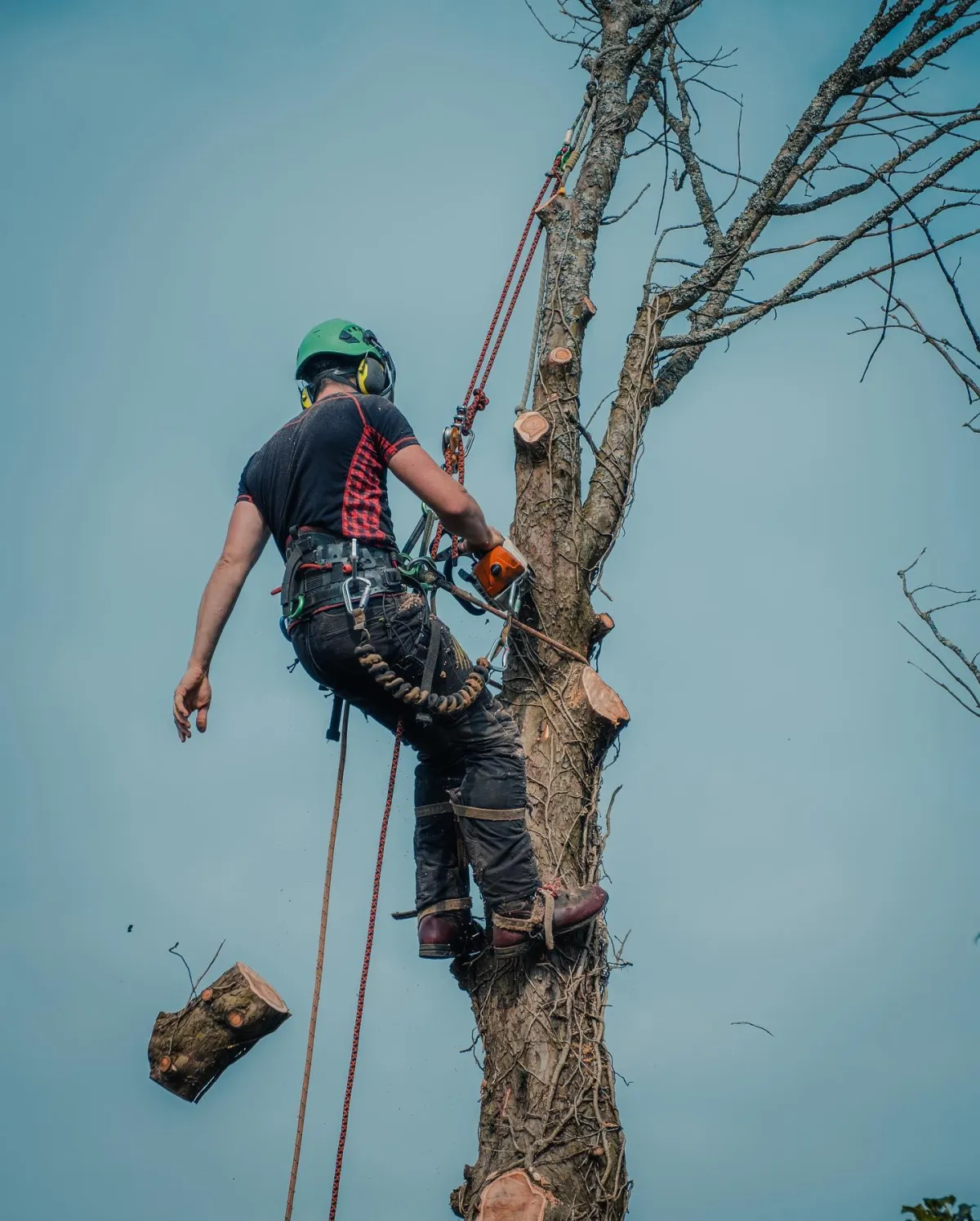 emergency arborist Battle Creek MI