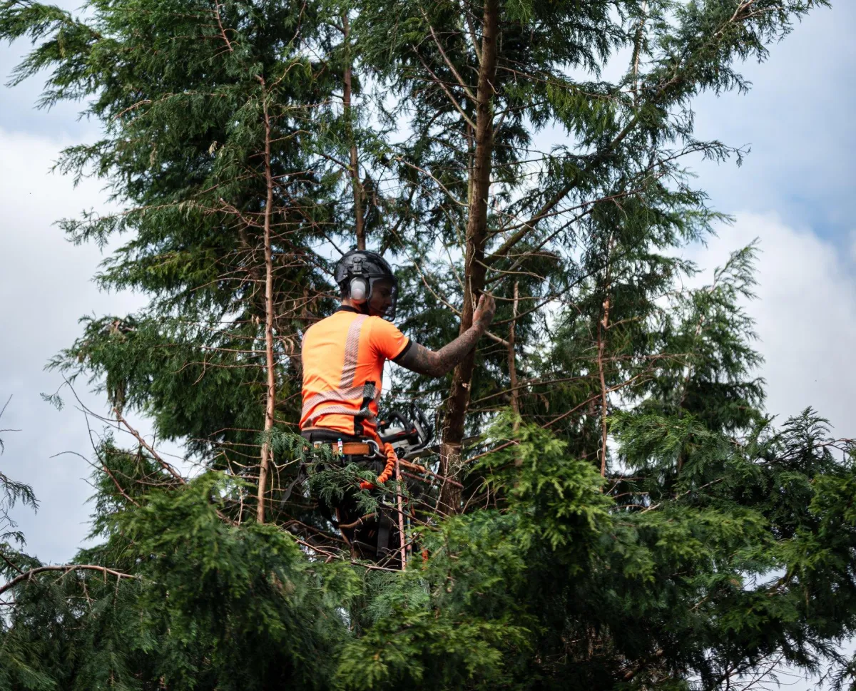 A climber trimming trees in Battle Creek