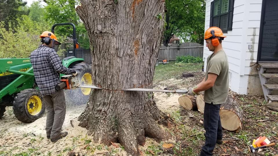 tree removal service Battle Creek MI