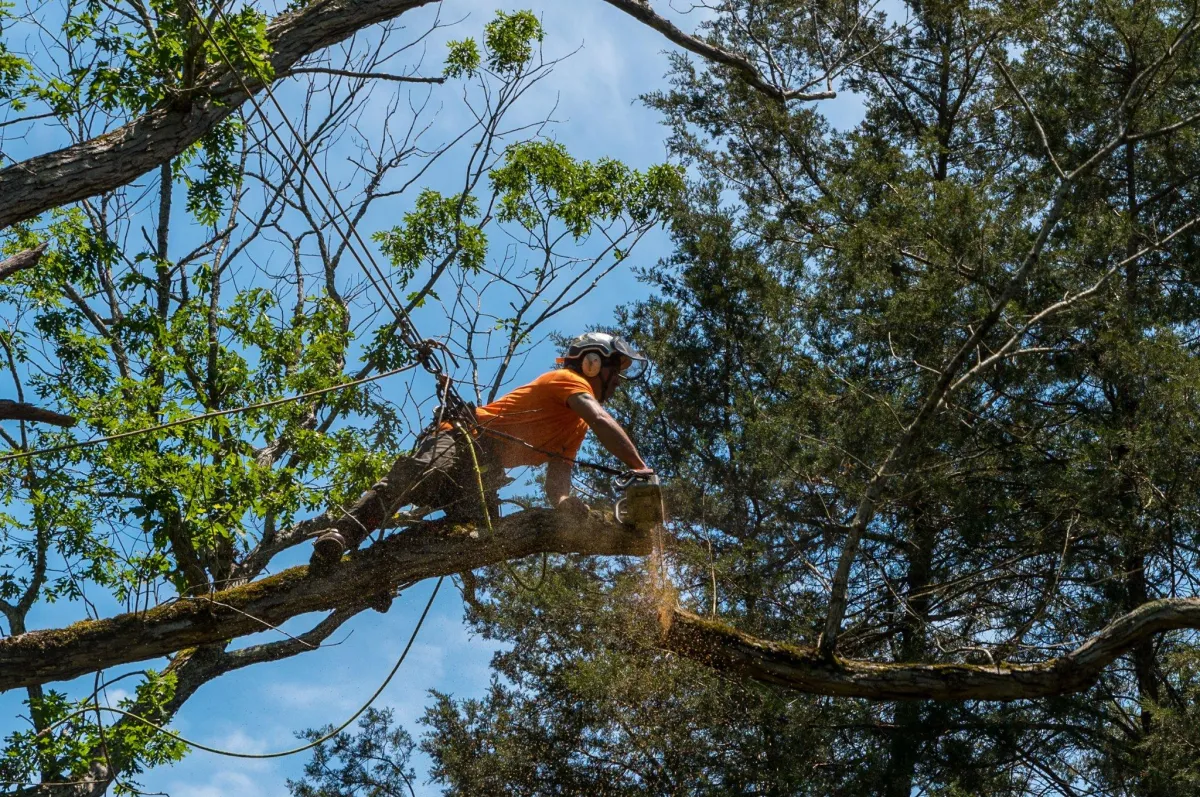 Arborist Service Battle creek