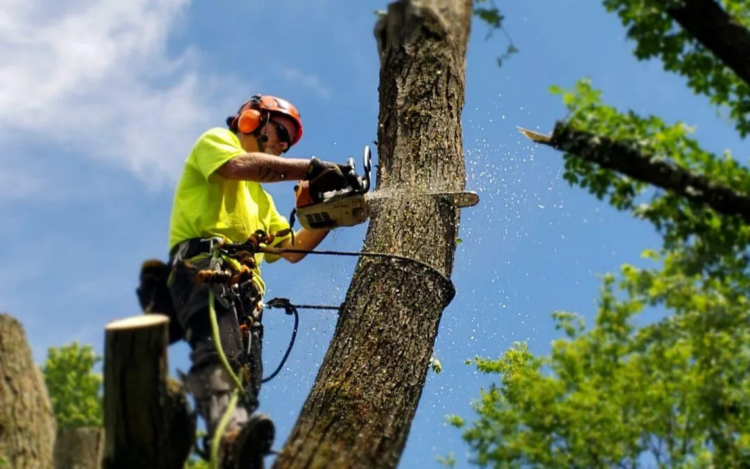 residential tree removal in battle creek