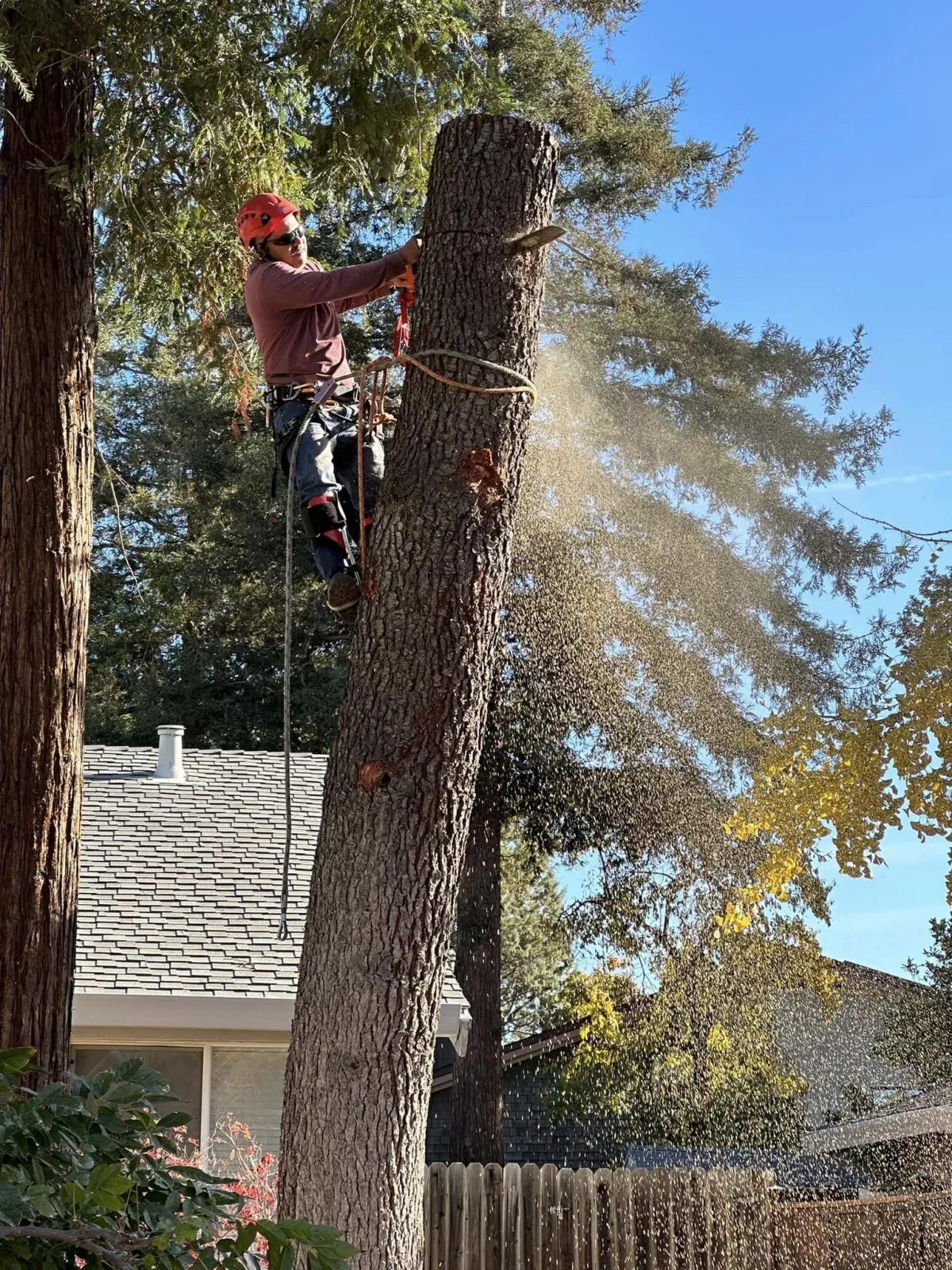 certified arborist Battle Creek MI