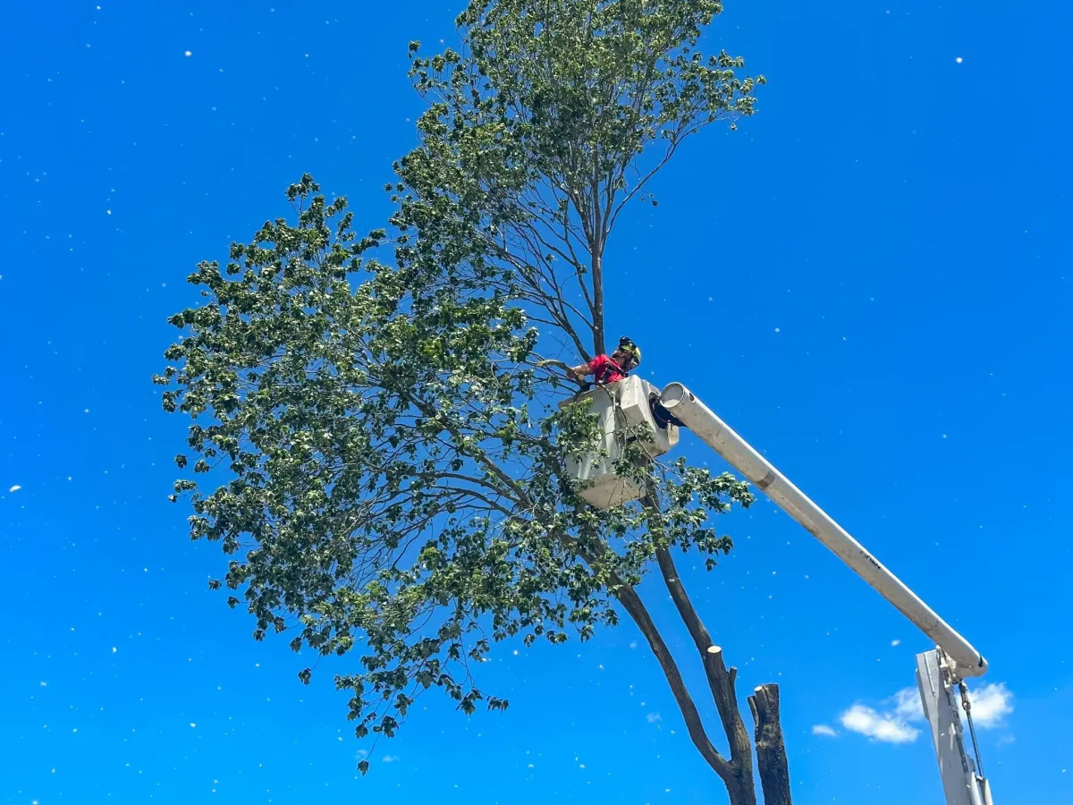 an arborist trimming trees in battle creek