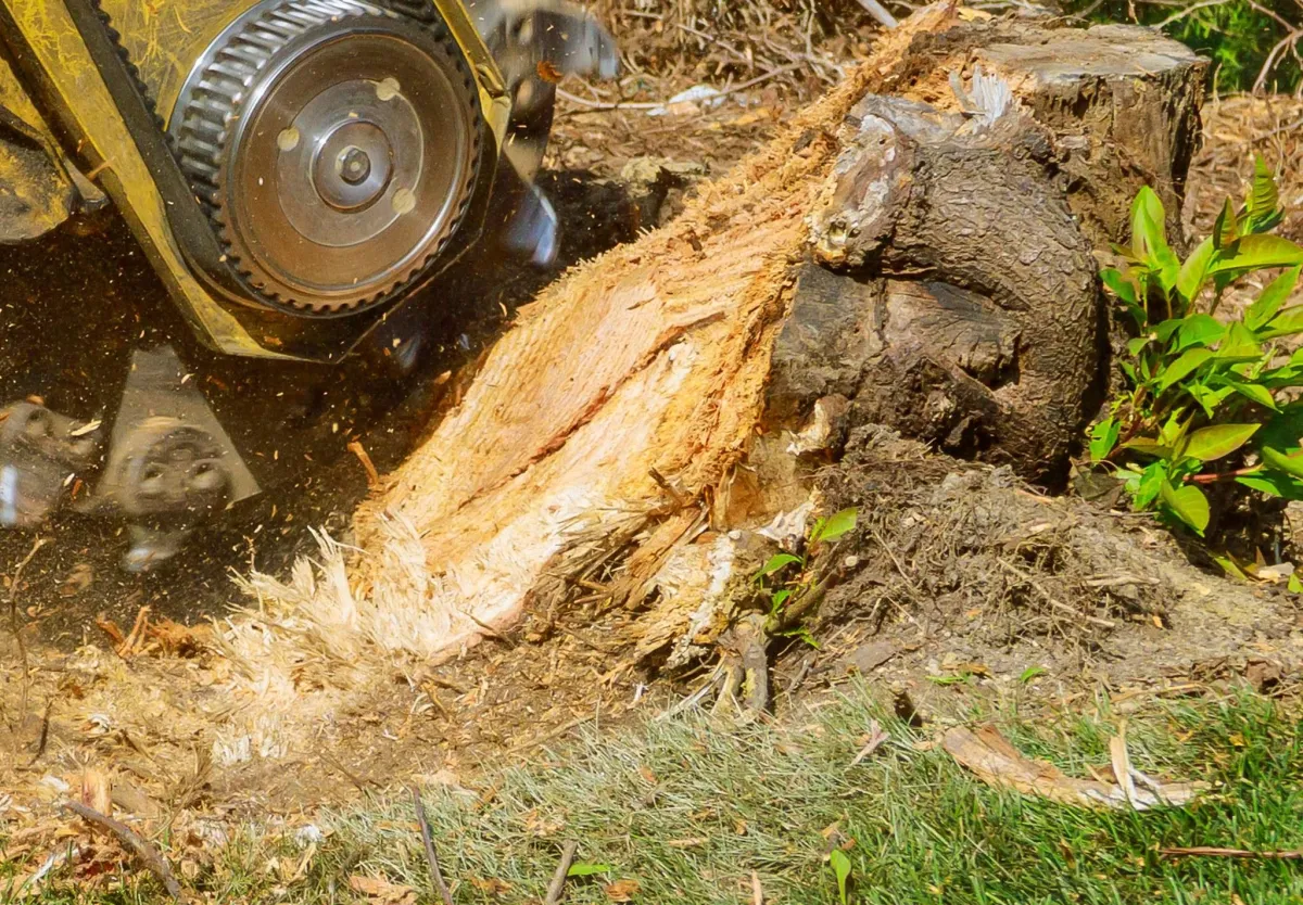 Stump Grinding & Removal Near Battle Creek MI