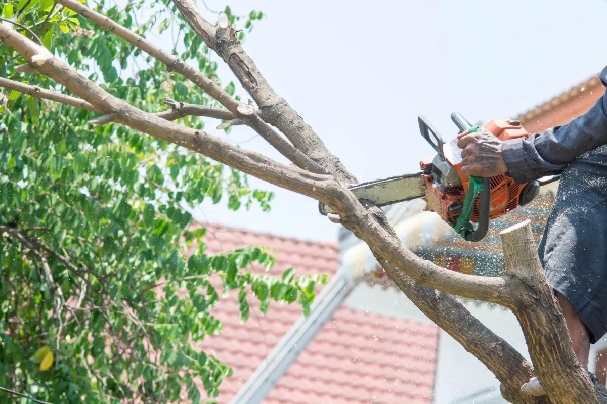 Tree trimming Service Battle Creek MI