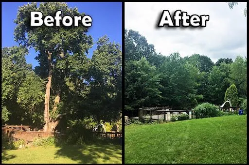 before and after Tree trimming image in battle creek