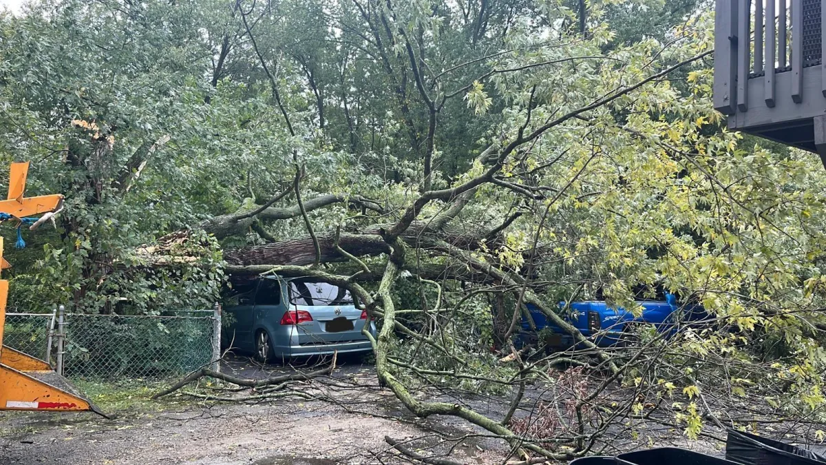 Emergency tree removal battle creek