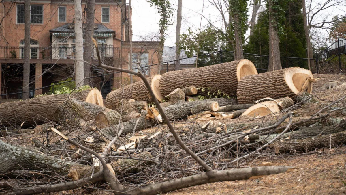 a picture of a tree being cut up after being cut down in battle creek