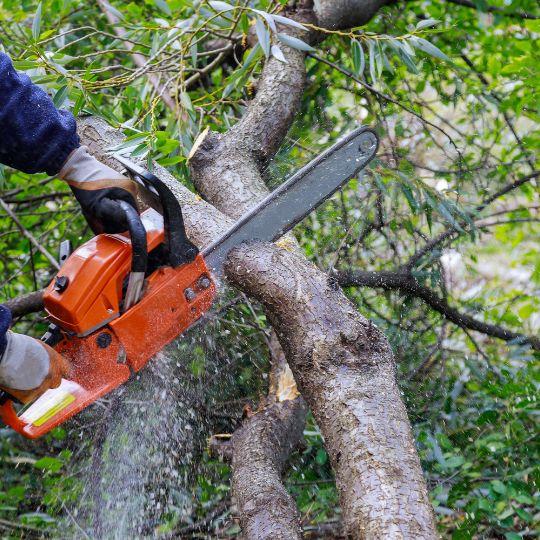 Chainsaw trimming a tree for tree trimming service in Bucks County, PA