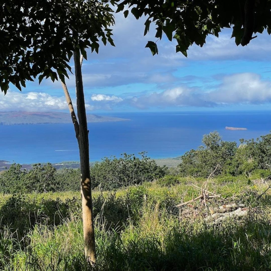 Featured Image - Ulupalakua, HI