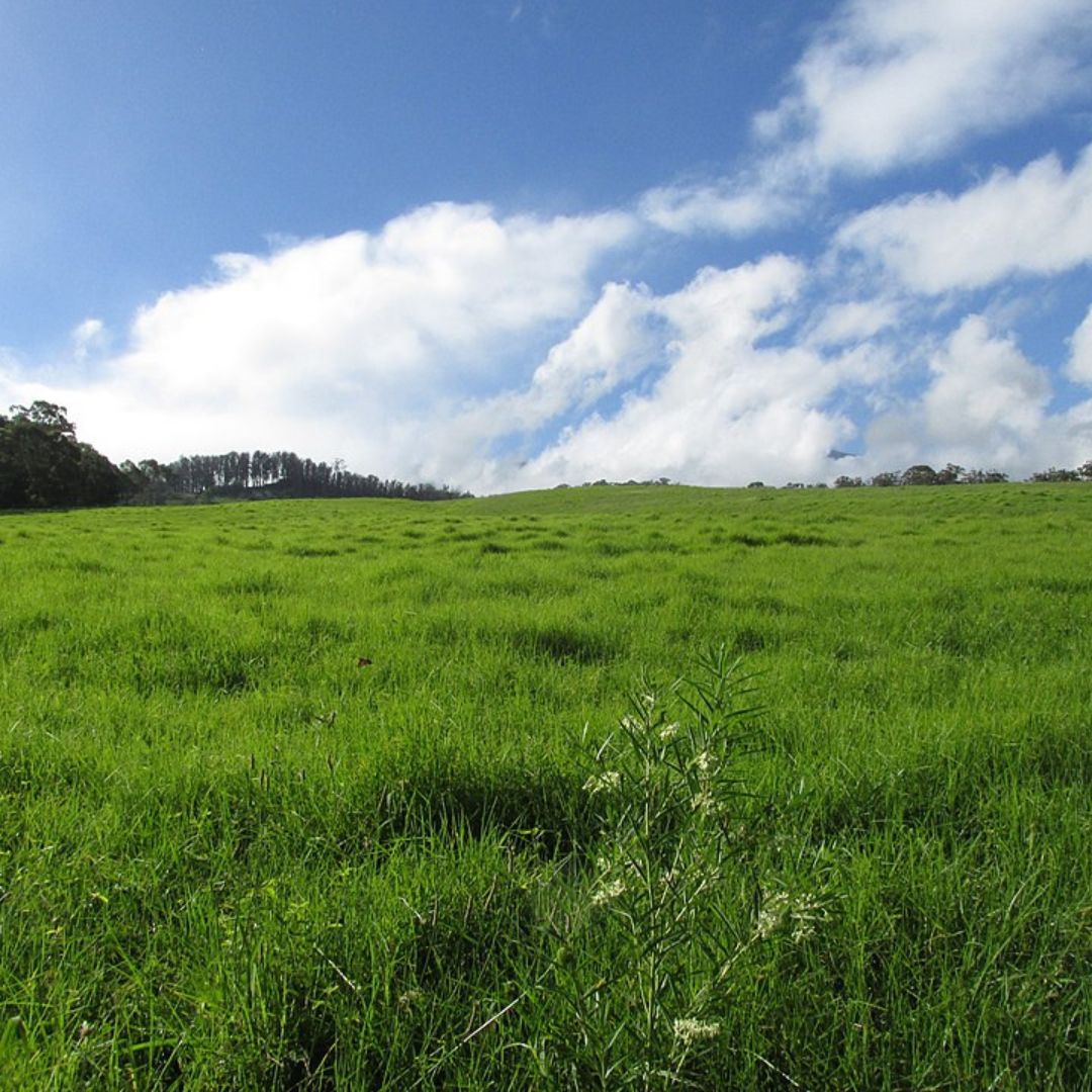 Featured Image - Olinda, HI