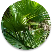 Saw palmetto