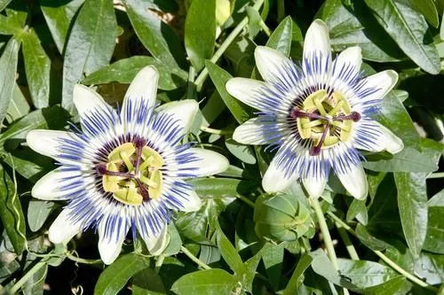 NeuroPure Passionflower