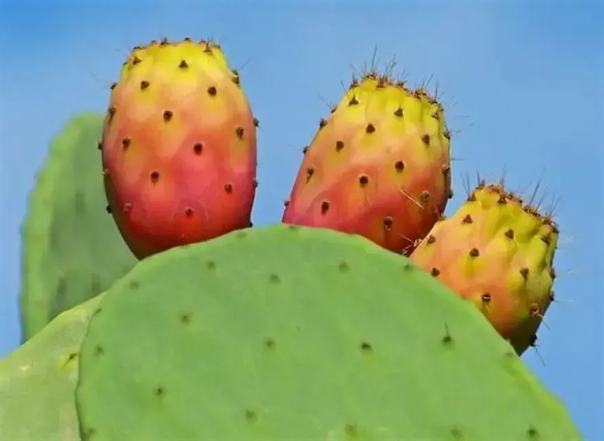 NeuroPure Prickly Pear