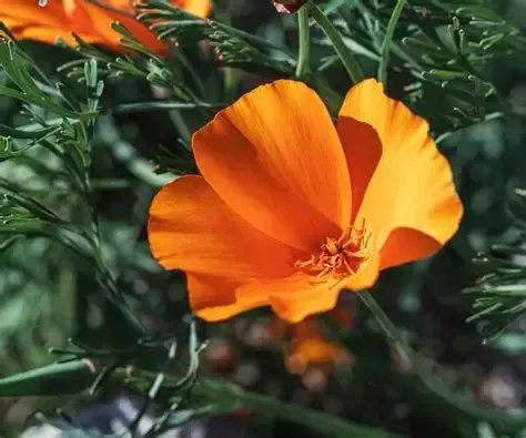 neuropure California