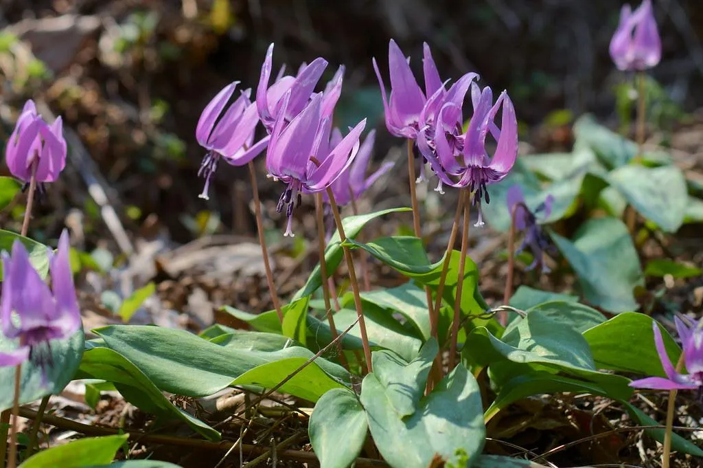 Corydalis