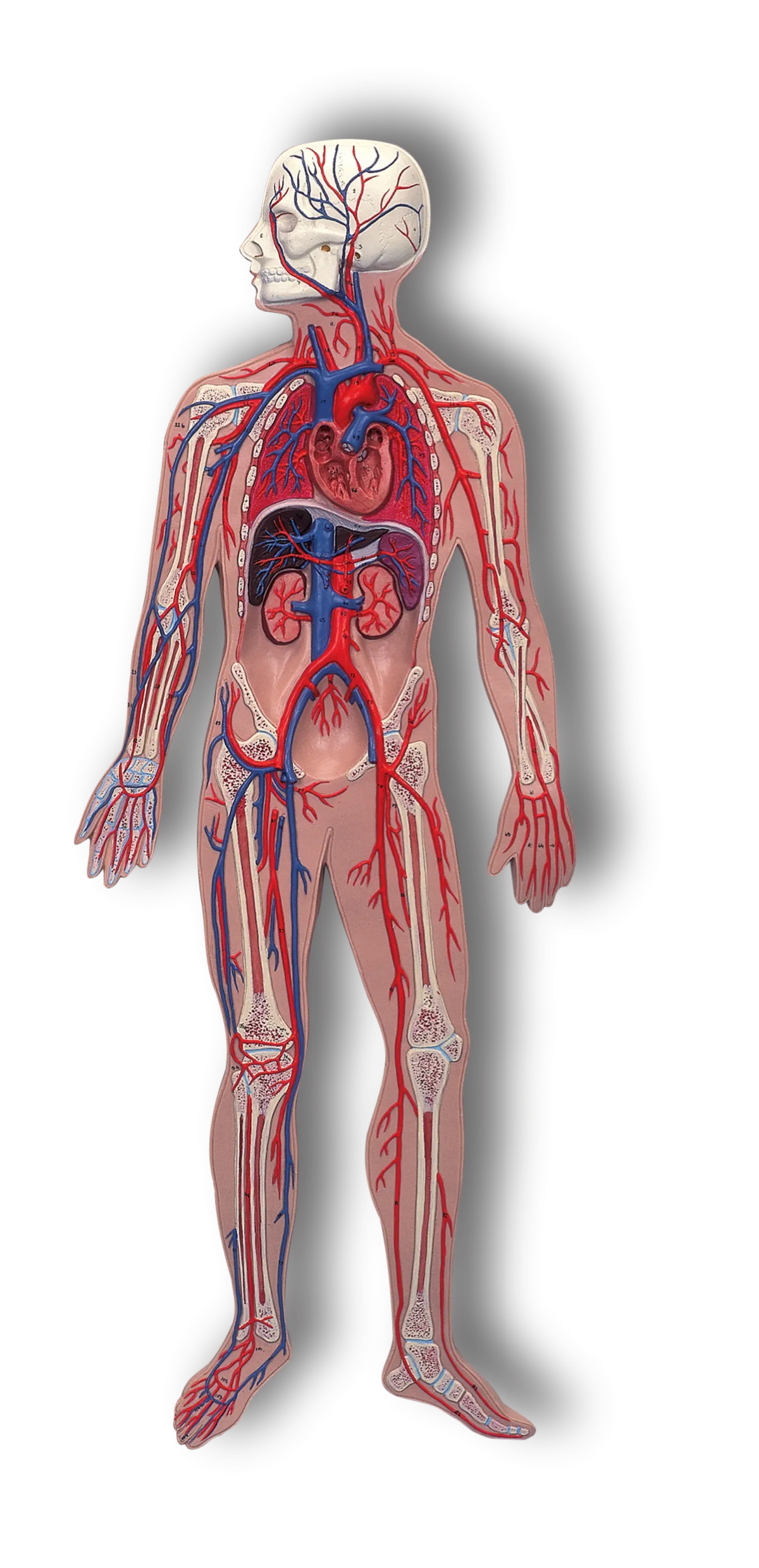 Comprehensive Wellness Evaluation