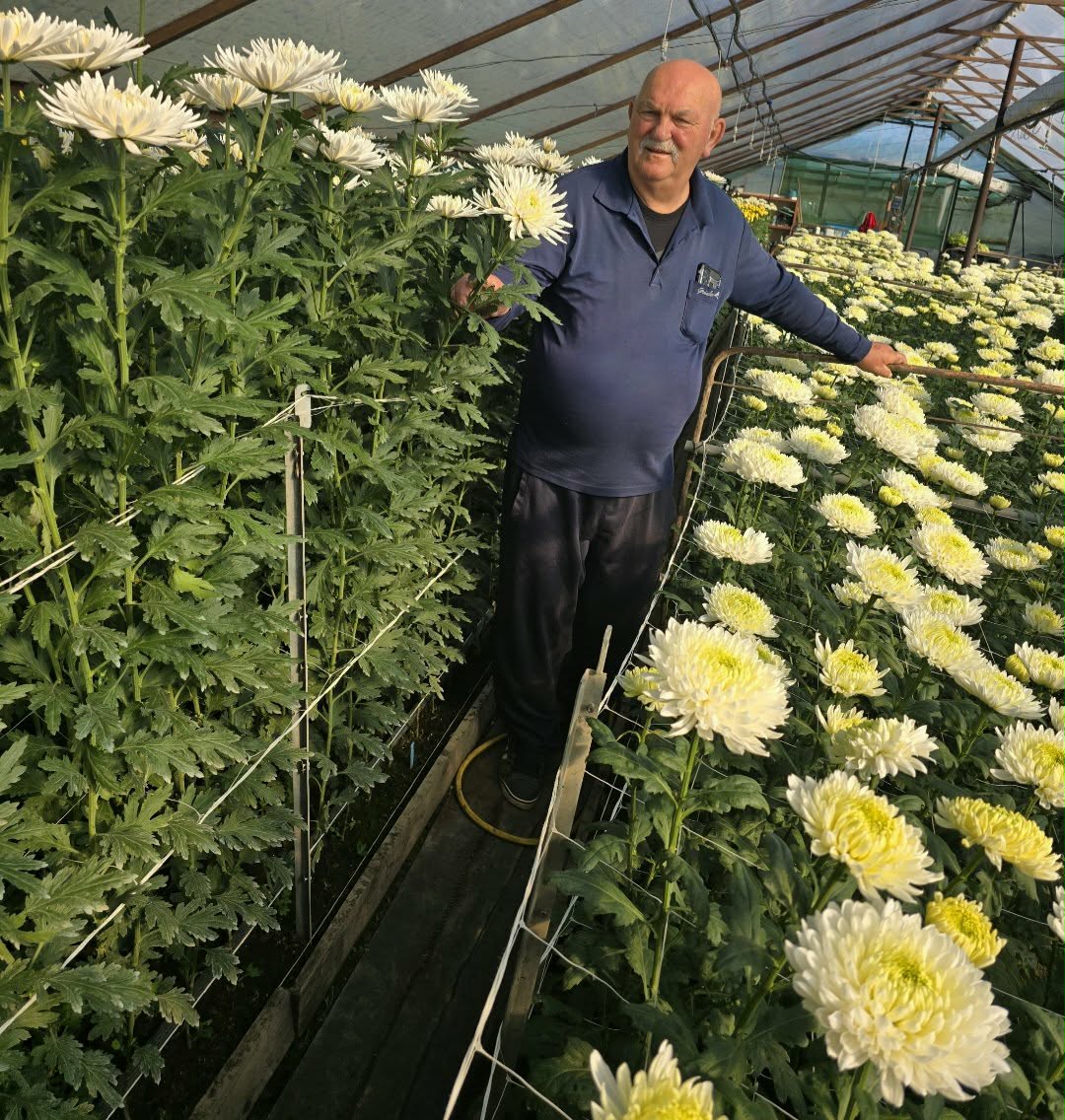 Kertészeti áruda virágokkal és növényekkel – Muskátli Virág Center