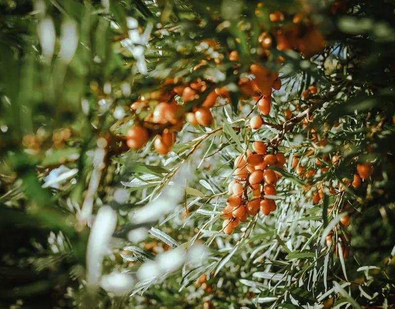 sea buckthorn