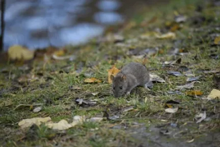Mouse grazing on open field next to pond
