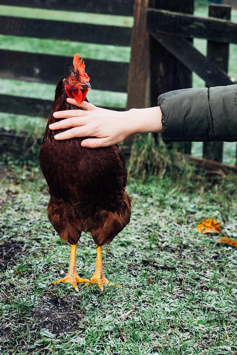 In-Person Animal Reiki