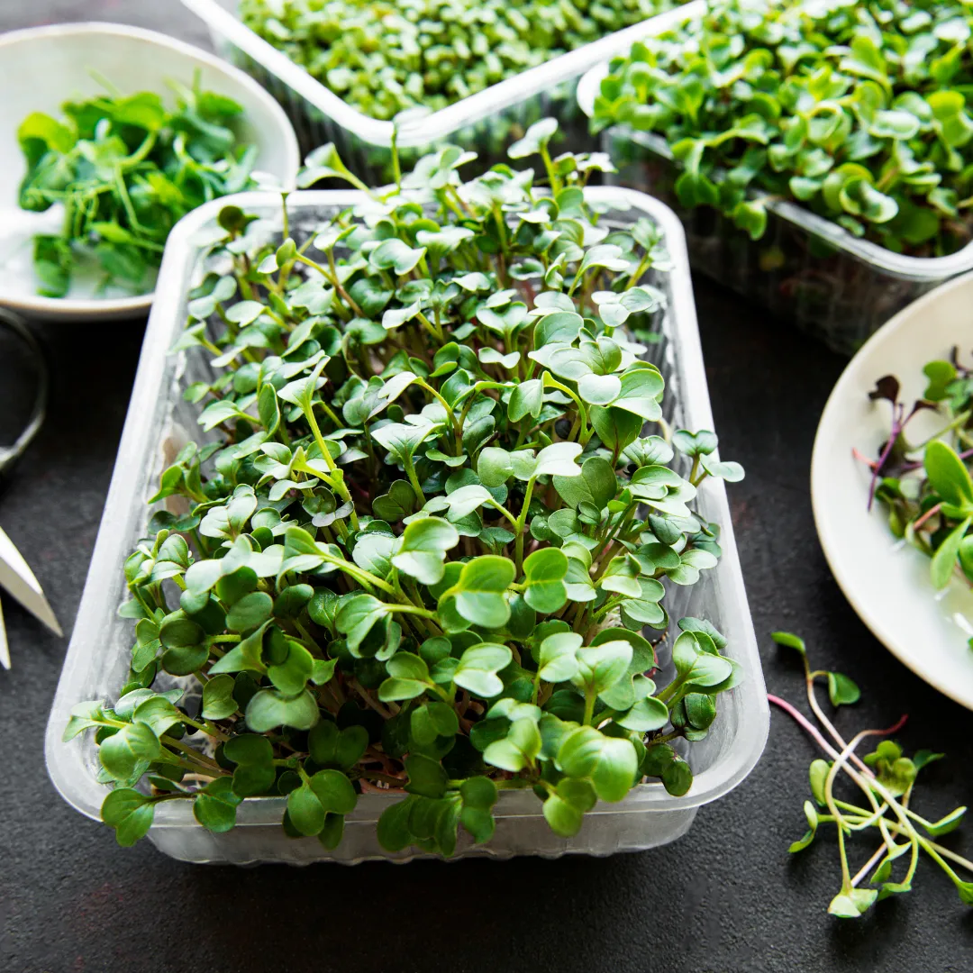 A sandwich with many microgreens stuffed in it - yum!