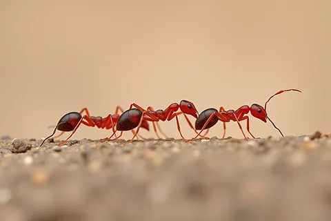 ants pest control