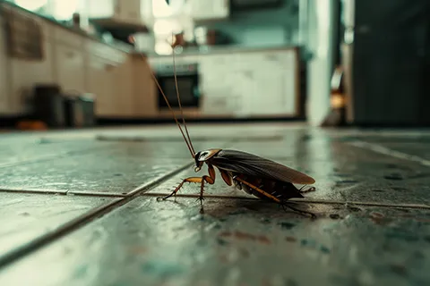 cockroach pest control near me
