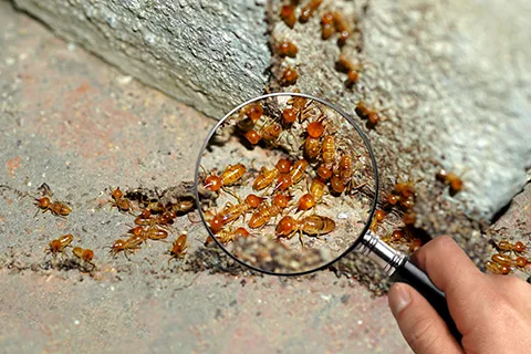 Termite Control Near Me