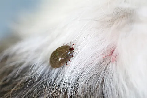 Fleas & Ticks Control near me