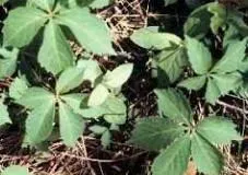 Virginia Creeper (a common invasive plant, not to be confused with the state of Virginia)