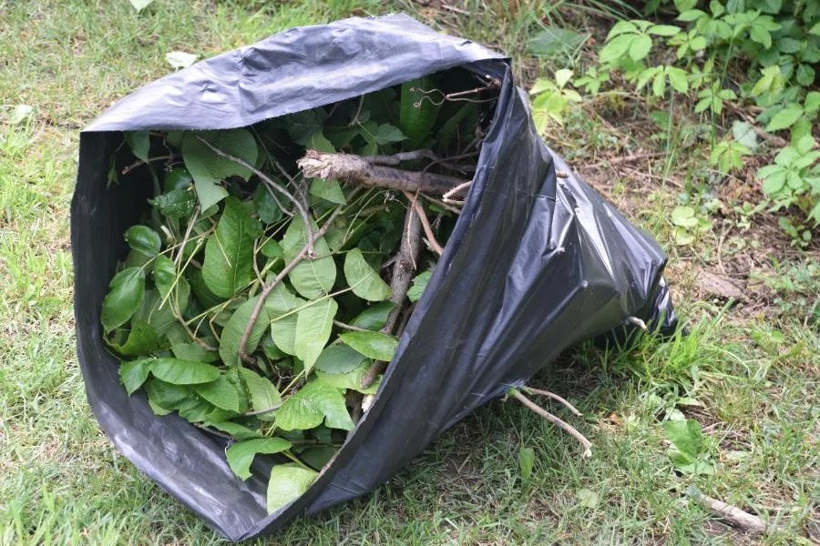 A large trash bag of Hand removed Poison Ivy from home in Southwestern Ohio.