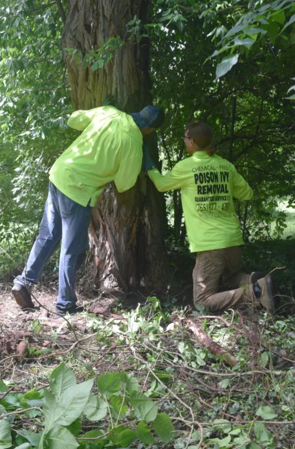 Chris and Eric removing 40 year Old Poison Ivy plant 