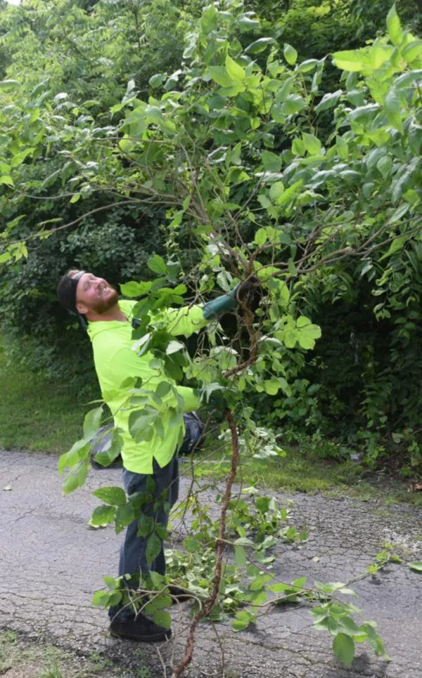 Eric with large poison ivy plant after removal in Southwest Ohio.