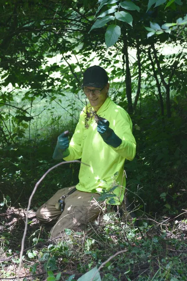 Chris examining a Poison Iv Root in North Dayton, Ohio.