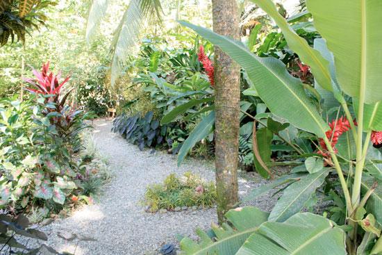 Jungle path at Carri Richard's Costa Rica retreat