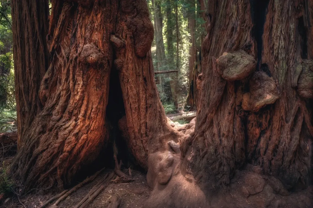 Trees in the deep forest 