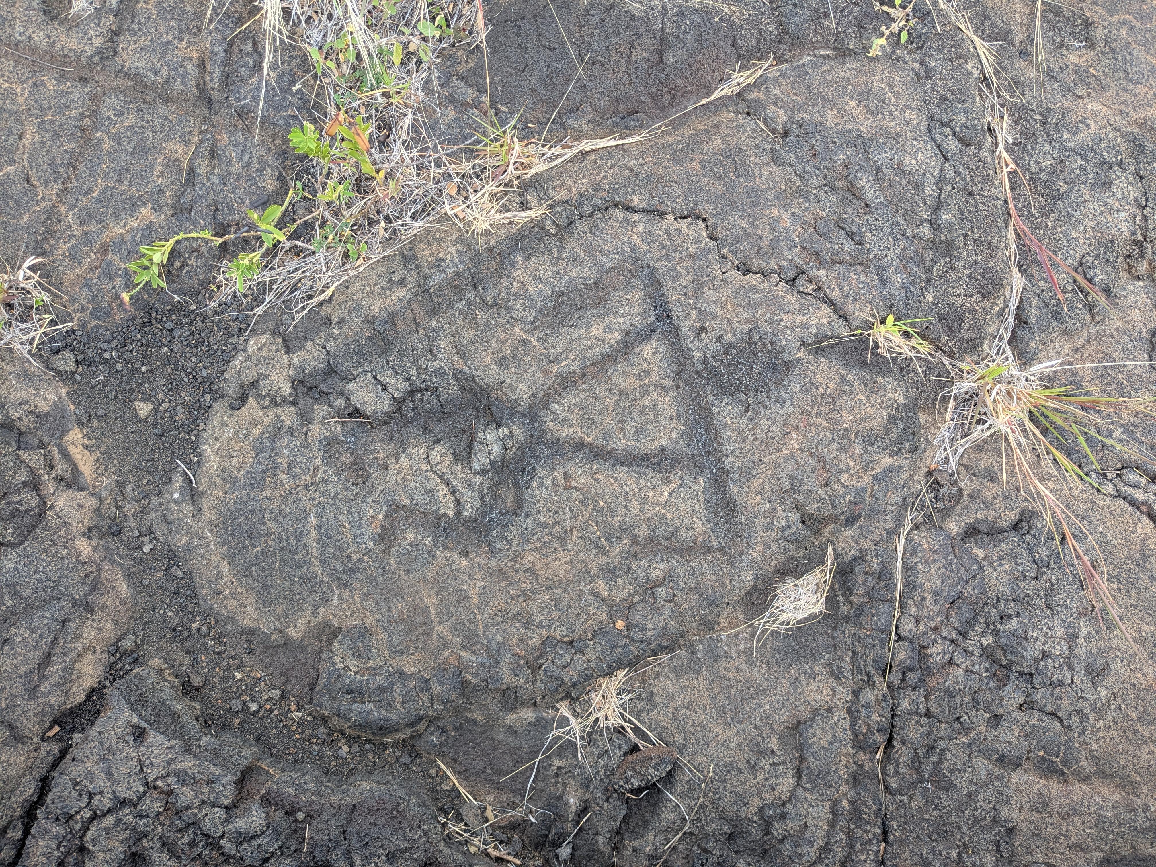 Puʻuloa Petroglyphs: One of the Most Impressive Petroglyph Sites We’ve Seen