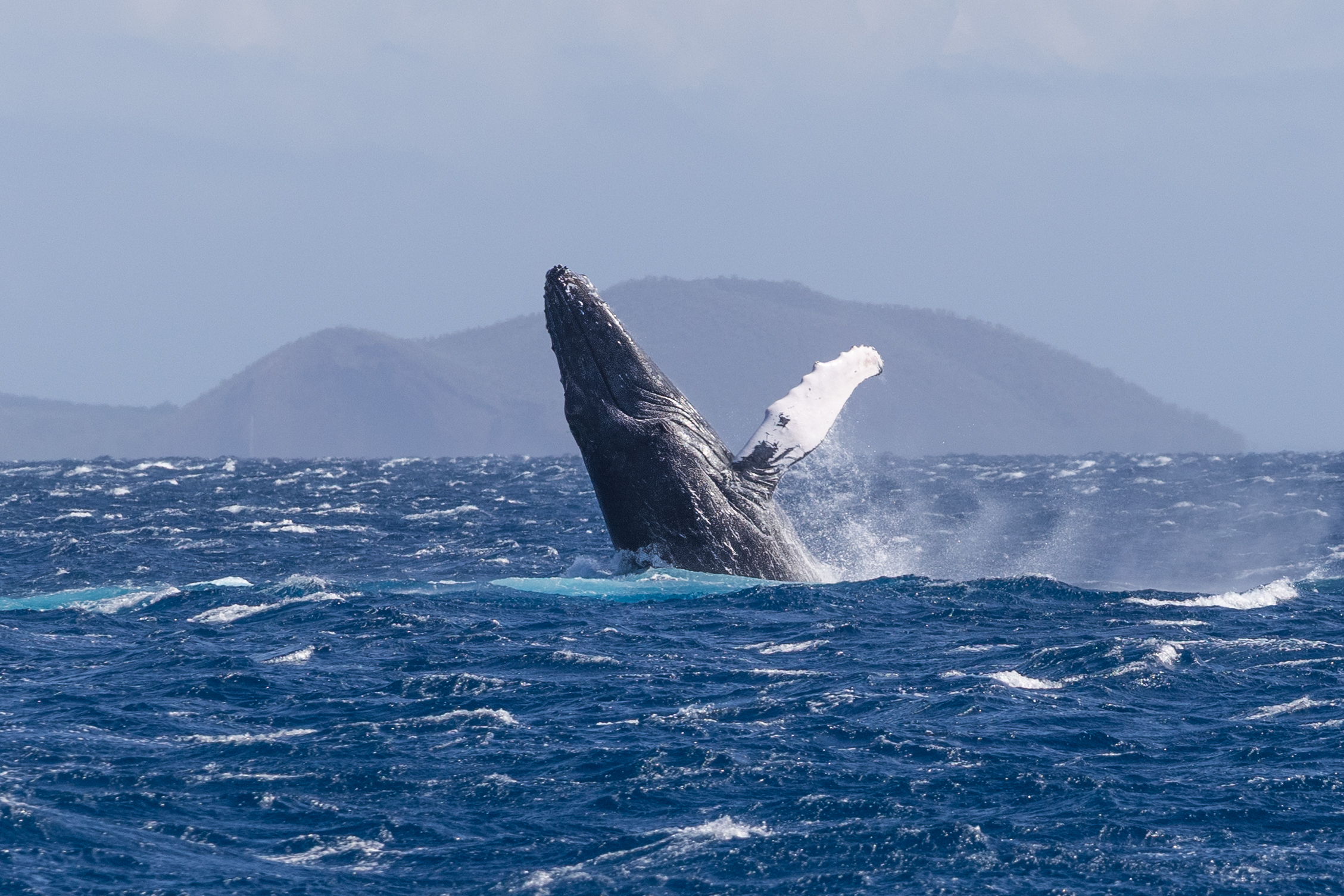 Maui Whale Watching