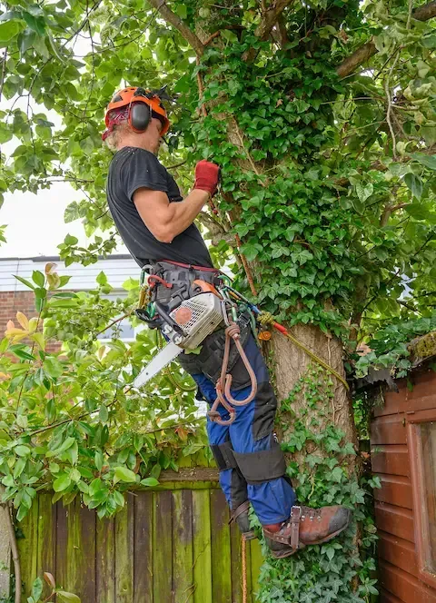 Professional tree care by Front Range Tree Experts, climbing and pruning mature trees to improve health and structure.