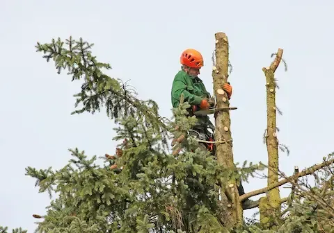 Professional tree removal by Front Range Tree Experts, safely cutting large trees using climbing and rigging techniques.