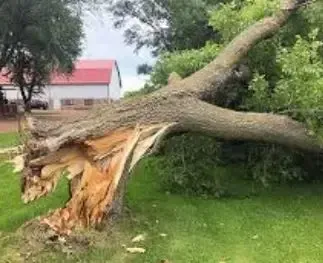 Emergency tree removal by Front Range Tree Experts after storm damage causes a large tree to fall on residential property.