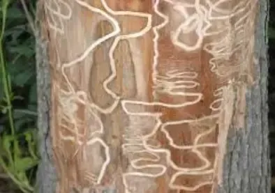 Ash borer damage on tree bark identified by Front Range Tree Experts, providing targeted ash borer treatment and tree health care.