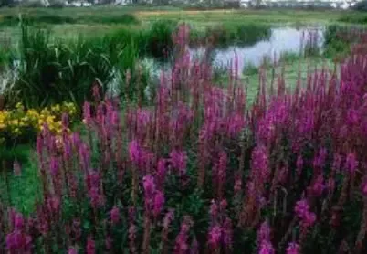 Native wetland landscaping and shoreline plantings by Coastal Virginia Landscape & Design